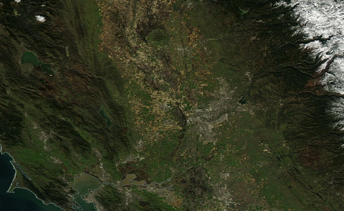 Sacdelta_closeup.gif