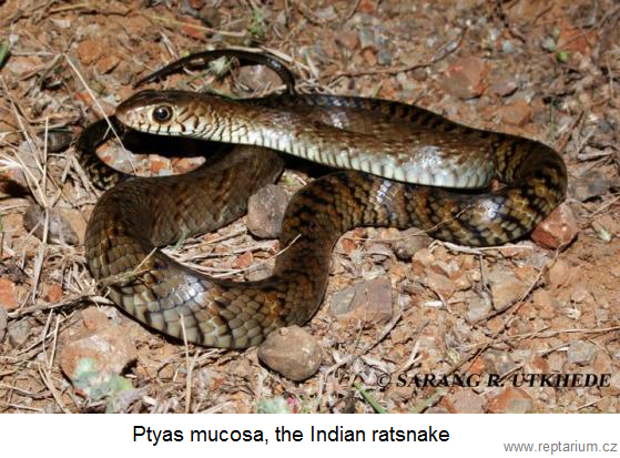 ratsnake.png