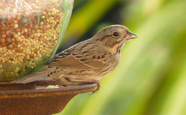 Lincolns-sparrow.jpg