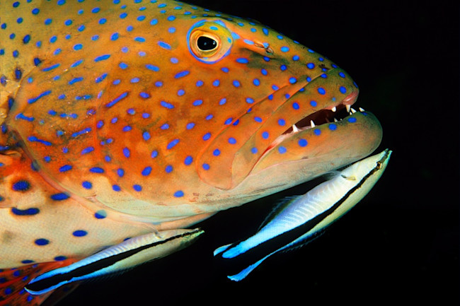 Wrasse (1)