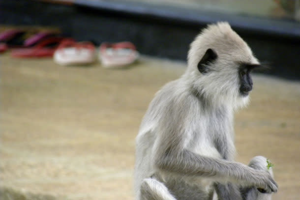 Langur_shoes1.jpg