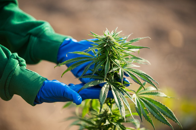 What Explains Marijuana's Skunky Smell? | Discover Magazine What Explains Marijuana's Skunky Smell? | Discover Magazine