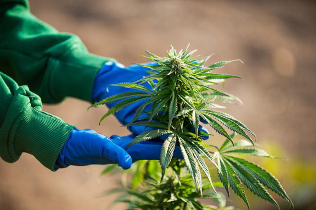 What Explains Marijuana's Skunky Smell? - Discover Magazine