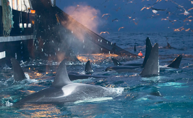 Killer Whales Attracted to Fishing Boat