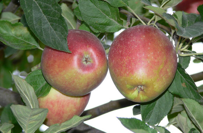 Malus sieversii wild apple