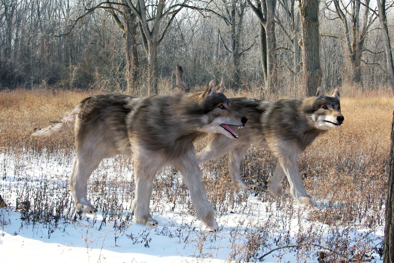 Réalité ou fiction : les mystérieux loups terribles sont-ils réels ?