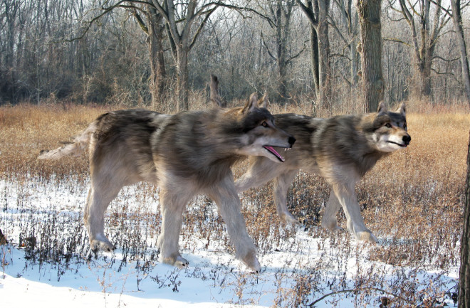 Illustration of dire wolves