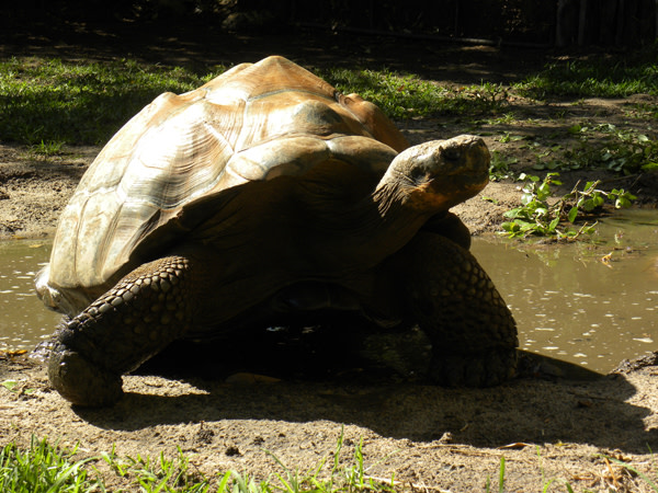 Giant_tortoise2.jpg