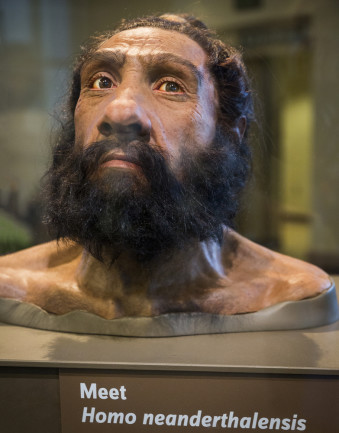 Neanderthal mask at Washington D.C. exhibit