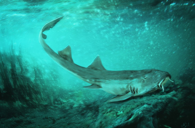 Fossil shark teeth found near the famous T. rex known as Sue led to the identification of new species Galagadon nordquistae. (Credit: Velizar Simeonovski/The Field Museum)