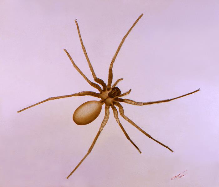 Brown Recluse Spider Bites Are Often Misdiagnosed : Shots - Health News :  NPR