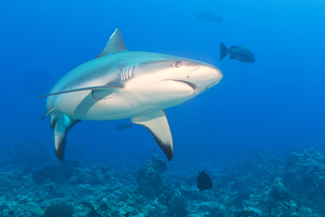 Sharks Are Chomping Underwater Fiber-Optic Cables | Discover Magazine