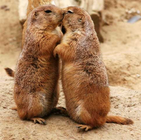 sunday-snog.jpg