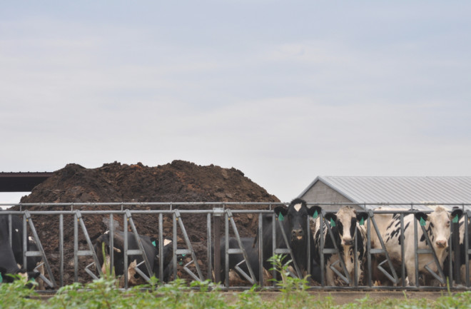 Cows in a feedlot