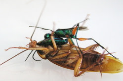 Return Of The Zombie Cockroaches And The Neurosurgical Wasps Discover Magazine