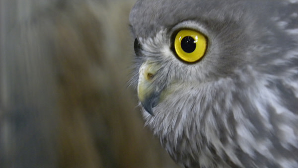 Barking_owl.jpg