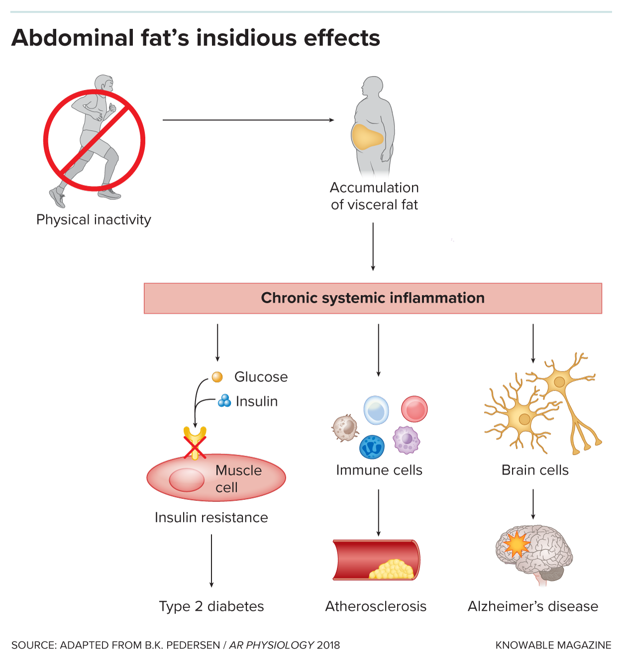 G-abdominal-gordura-alt