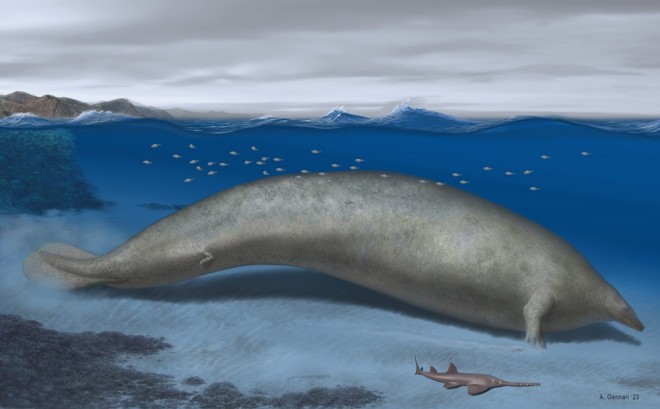 Manatee whale