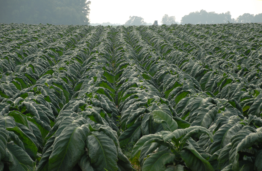 tropico 1 tobacco farms per factory