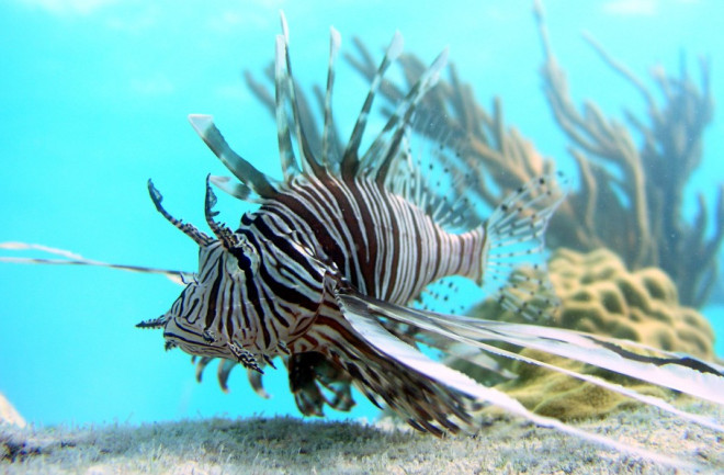 lionfish-in-Bahamas-by-Mark-Albins-OSU-e1494688546488-1024x596