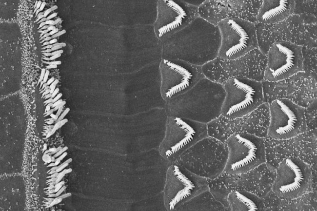 Inner Ear Discovery Helps Explain How Sound Waves Become Inner Ear Discovery Helps Explain How Sound Waves Become