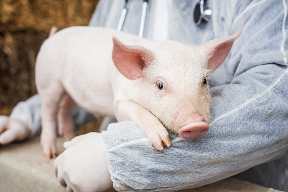 Scientists Achieve Breakthrough on Path to Pig-to-Human Heart Transplants |  Discover Magazine