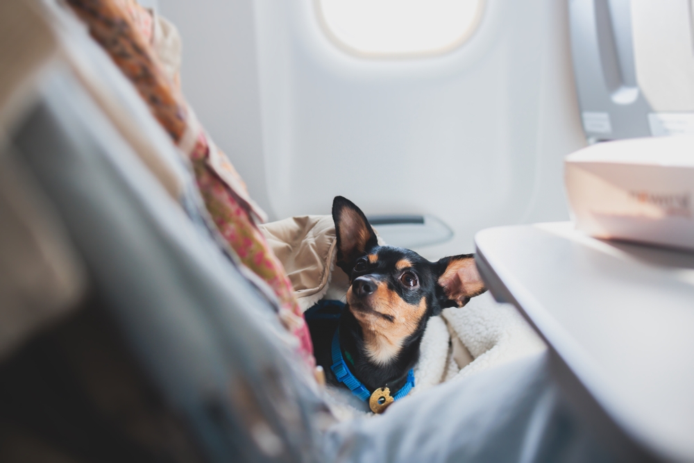 Are Planes Safe for Dogs and Cats? Here’s What to Know About Pet Travel