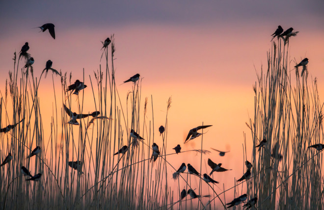 Migratory barn swallows