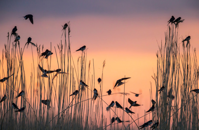 Migratory barn swallows