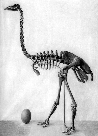 Elephant Bird Vorombe Titan Was Biggest Bird Ever | Discover Magazine