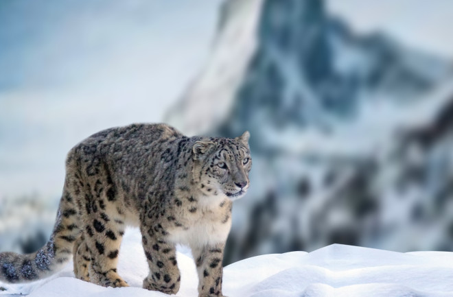 A snow leopard in snow-covered mountains