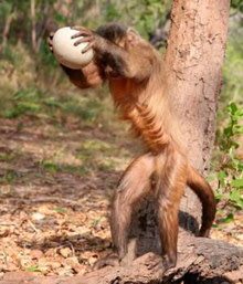 capuchin1.jpg