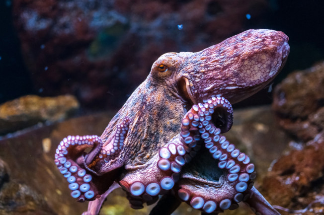 Could Octopus Farming Become Reality? Isn't a Good Idea | Discover Magazine