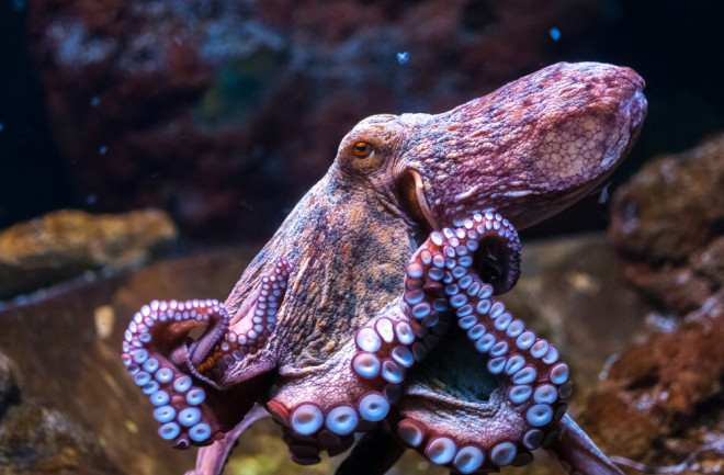 Octopus - shutterstock