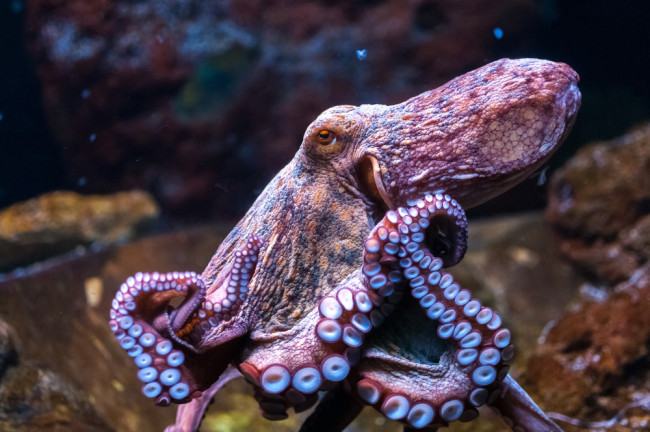 Octopus - shutterstock