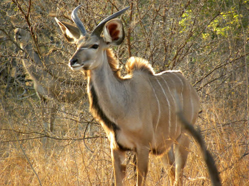 Kudu_juvenile.jpg