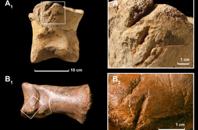 Bone Bite Marks Suggest That T. Rex Dabbled in Cannibalism | Discover Magazine