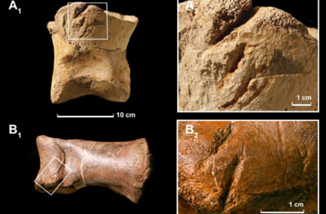 Bone Bite Marks Suggest That T. Rex Dabbled in Cannibalism | Discover Magazine