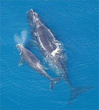 whales.gif