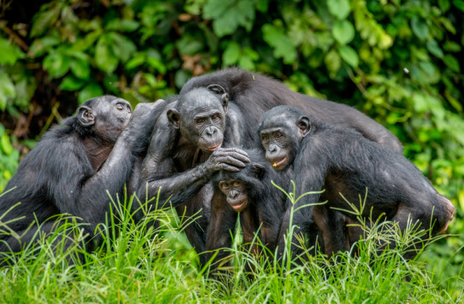 Bonobos - Shutterstock