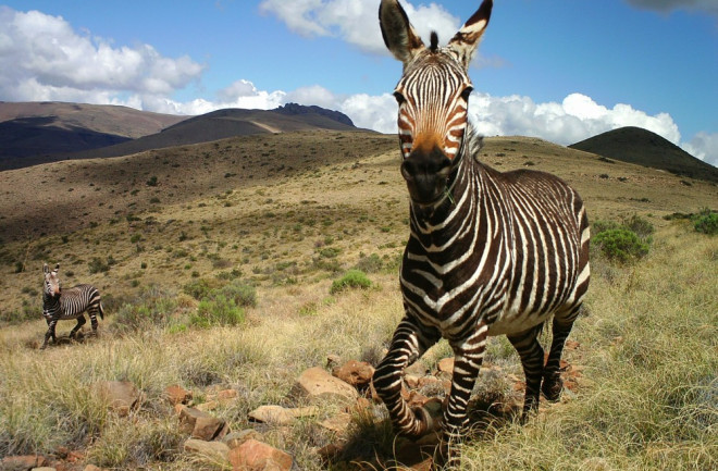 zebra citizen safari