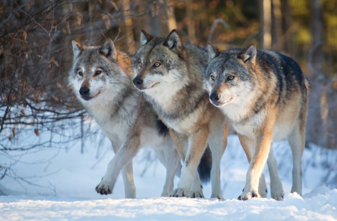 Three gray wolves in the snow
