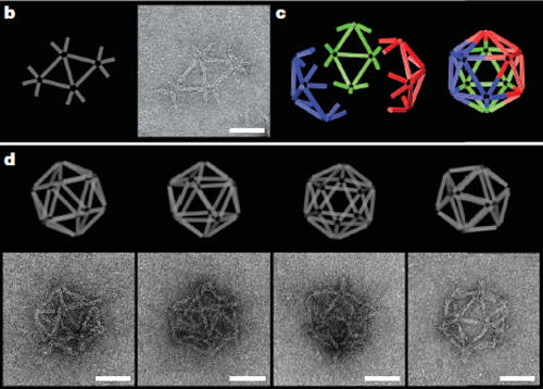 DNA-origami-icosahedron.jpg