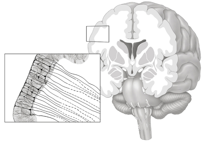 White matter in the brain contains fat-coated axons that make long-distance connections between neurons in gray matter. (Credit: Frontiers in Psychiatry)