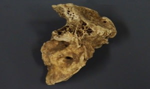 古代アイルランドの犬の側頭骨-科学