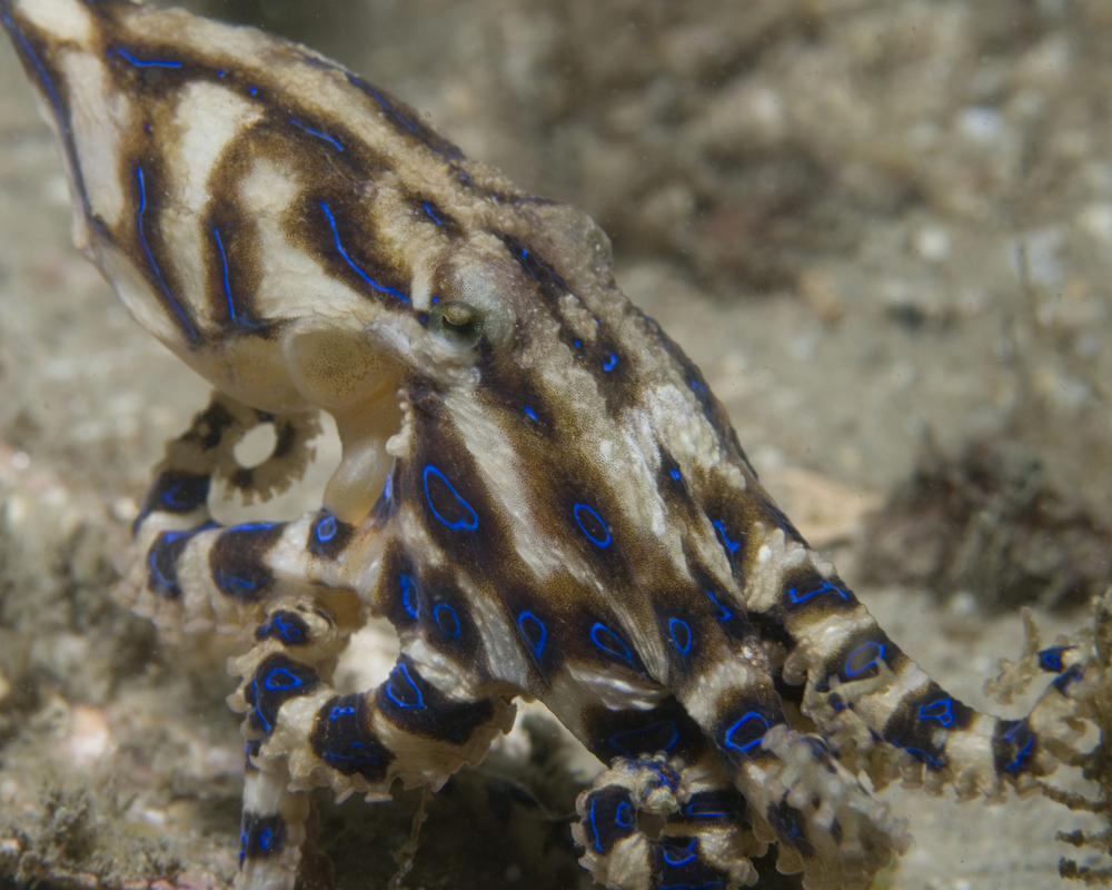 To Avoid Becoming a Meal, These Male Octopuses Sedate Their Mates