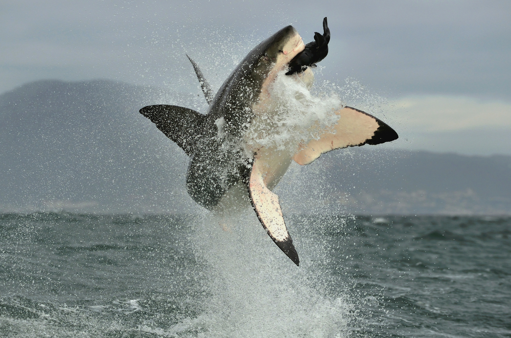 6 amazing sharks you've never heard of