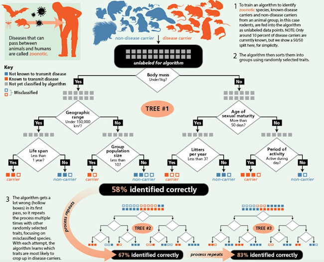 Outbreak Prediction Machine Learning Infographic - Alison Mackey/Discover