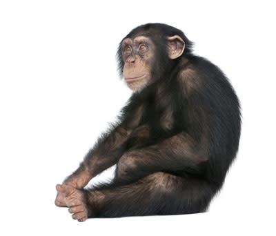 chimp.jpg