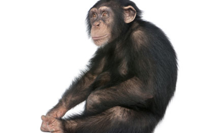 chimp.jpg